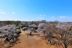 枡形城址の桜