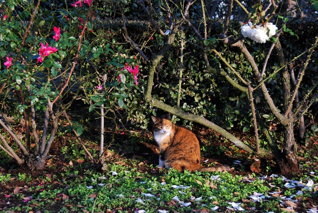 冬の猫　１