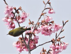 多摩緋桜とメジロ