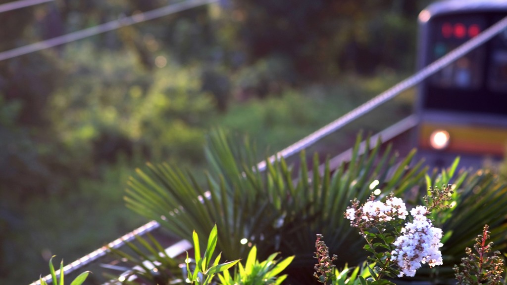 ベランダの夏休み