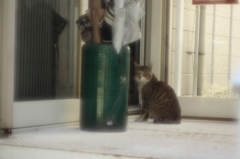 レストランの猫