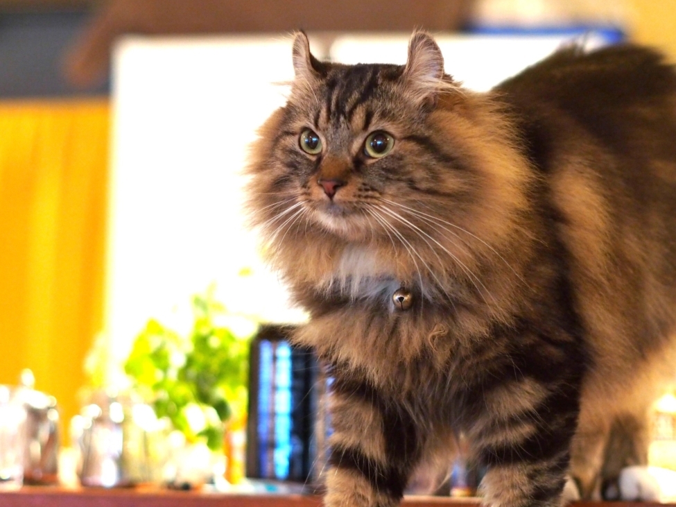 起きたカイザー店長代理