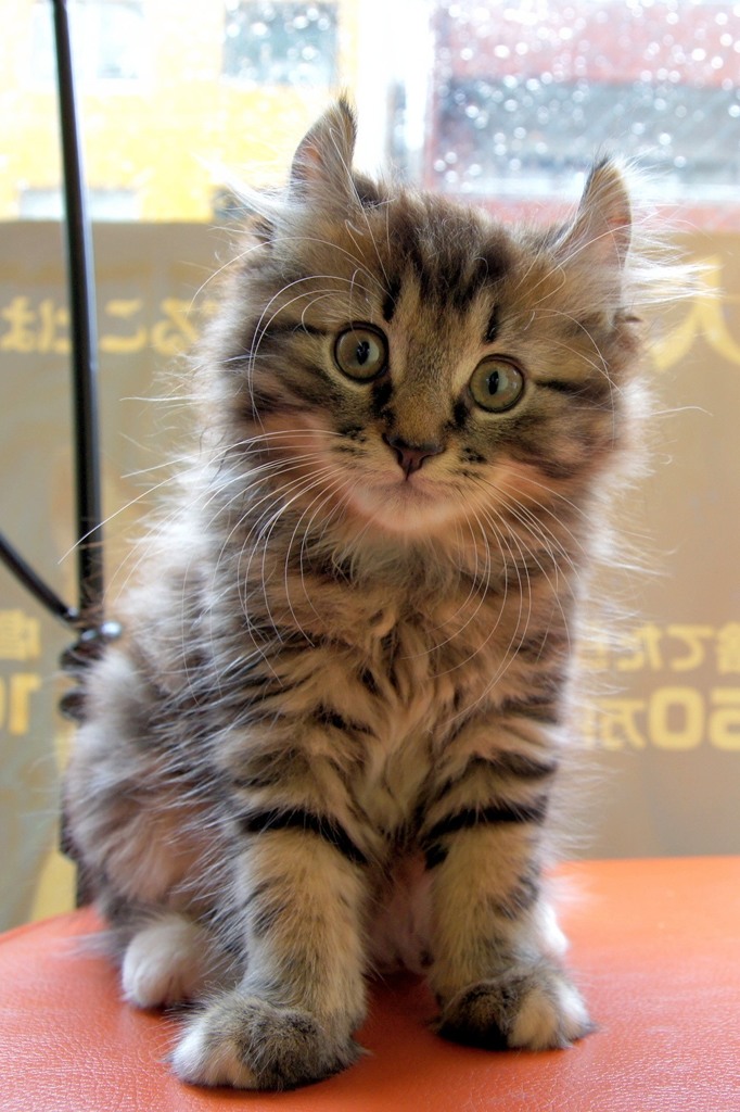 猫返し神社