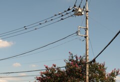 電線鳩