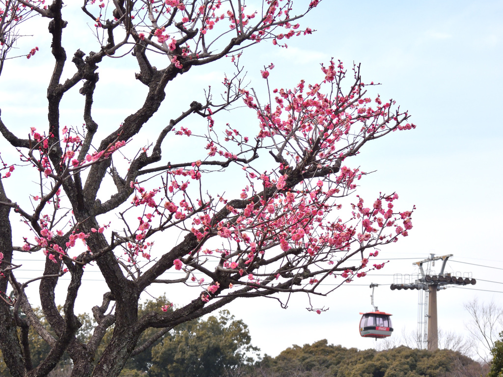 一番咲いていた梅の木