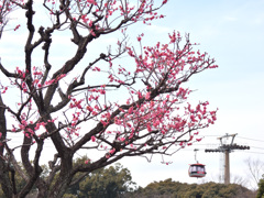 一番咲いていた梅の木