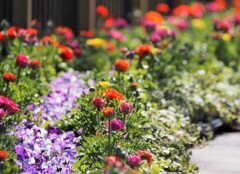 通路の花壇