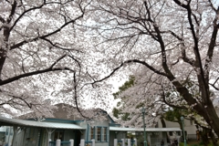 山手の桜