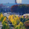 懐かしい銀杏並木