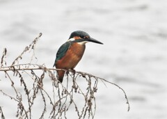 さっそくお出迎え