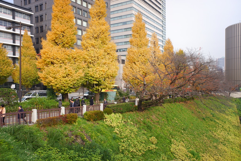 九段坂のイチョウ並木