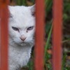 神ってる散歩