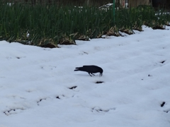 雪を齧る