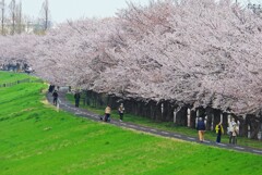 稲城北緑地の桜並木