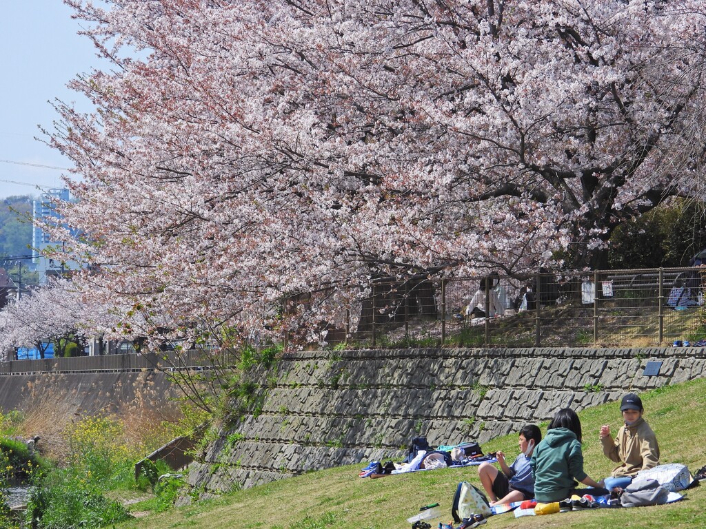 惜別の桜