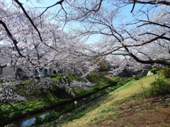 二ヶ領用水の桜