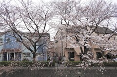 花見の名所