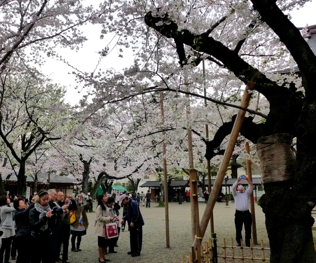 桜の標準木の人気もピーク