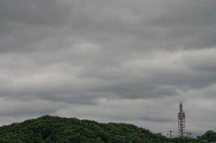 雨上がりの新緑