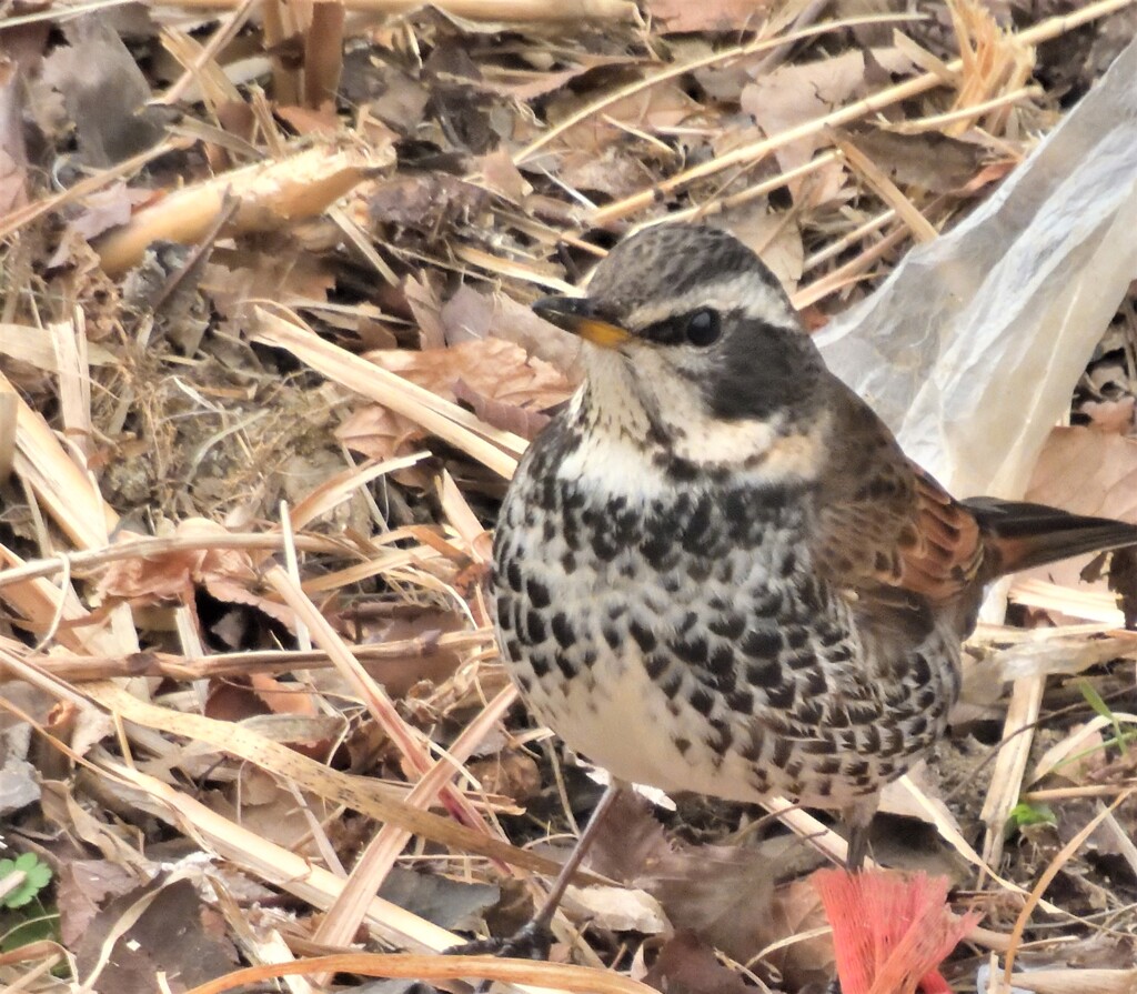 ツグミ