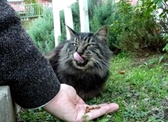 ゴチになります（横浜「港の見える丘公園）