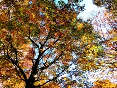 新宿中央公園の黄葉