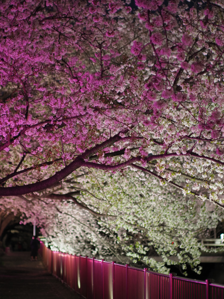 夜桜見物