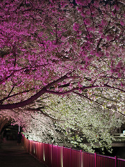 夜桜見物