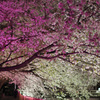 夜桜見物