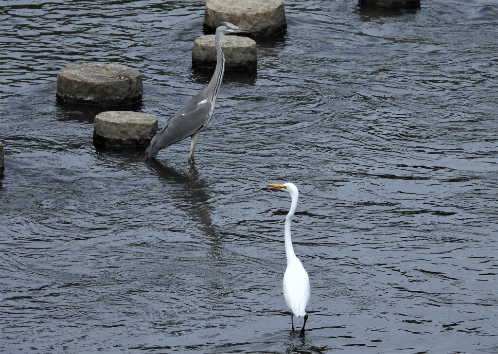 貴重なツーショット