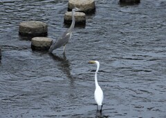 貴重なツーショット