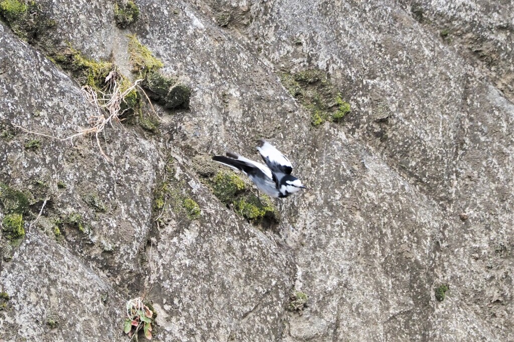 ハクセキレイも