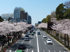九段の桜 