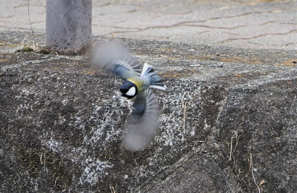 フルスロットル