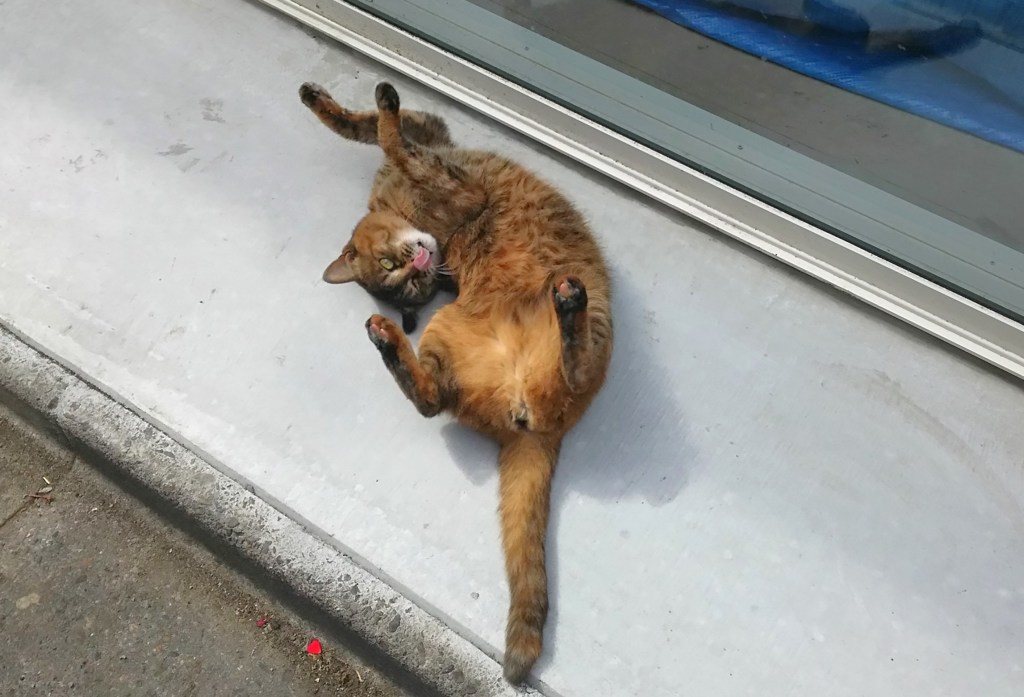 腹見せ舌出しウインクの大サービス