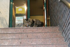 狛犬みたいなカイ君