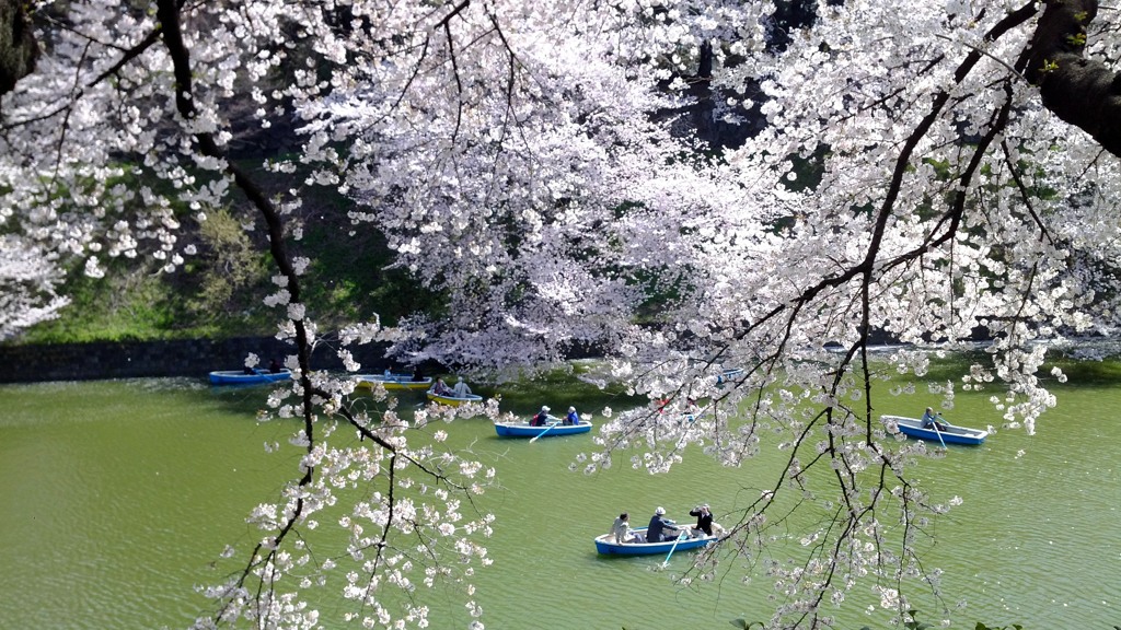 最期の桜