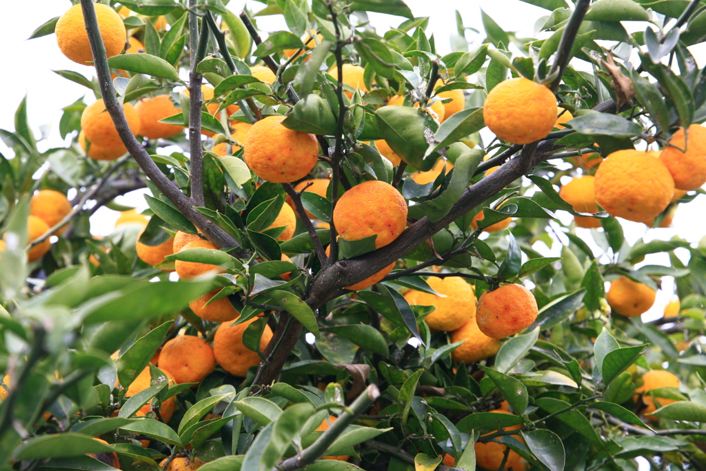 自分で修理したEOS5Dテスト撮影