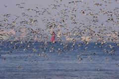 横浜港のカモメの群れ