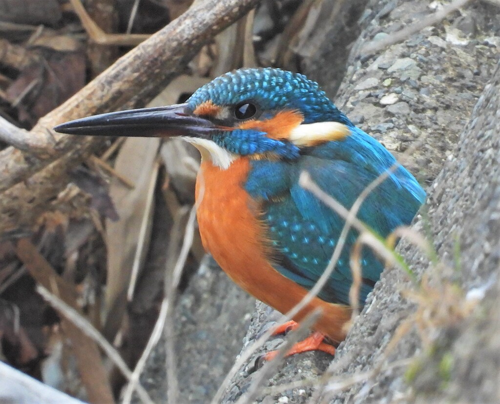 二羽目のカワセミ