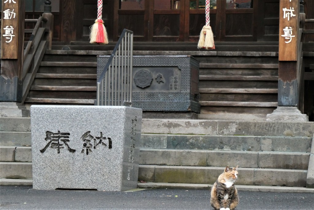 喝！じゃなくってCat’s！