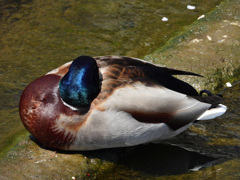 マガモが1羽
