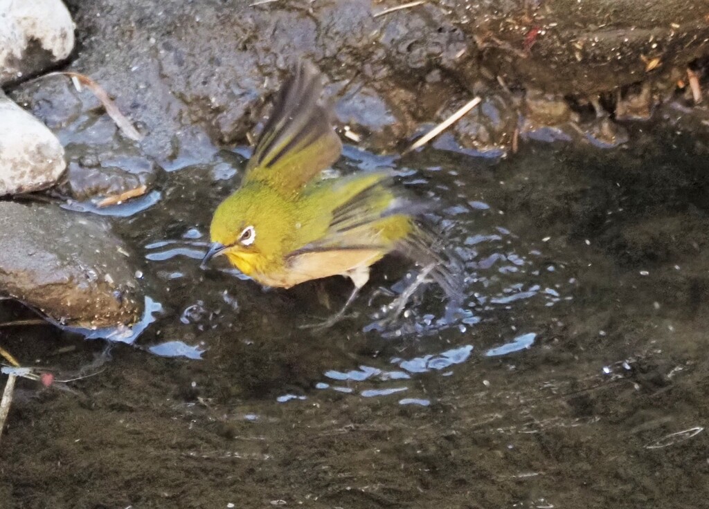 メジロの水浴び