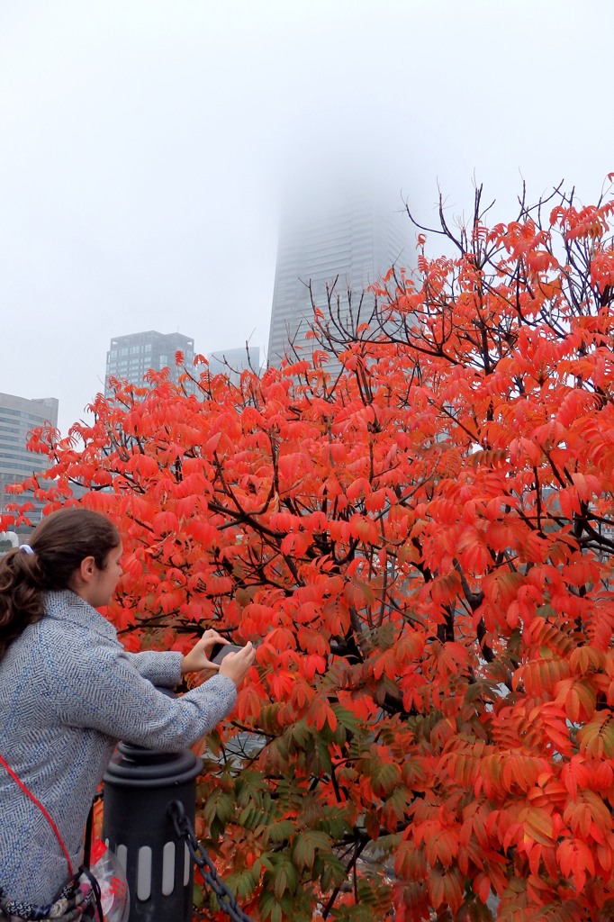 火炎のような紅葉