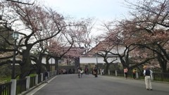 田安門の桜