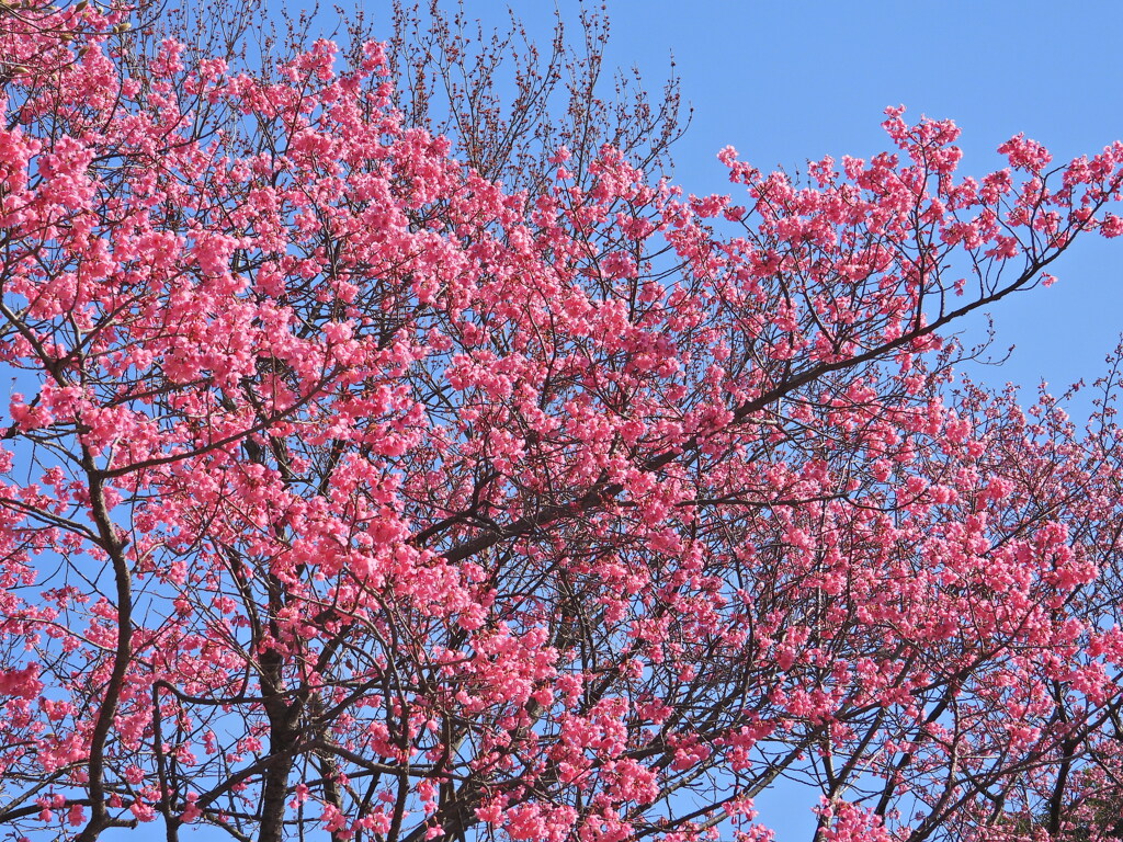 河津桜