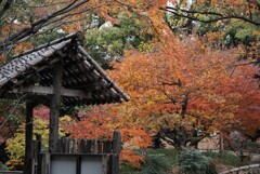 フォトジェニック