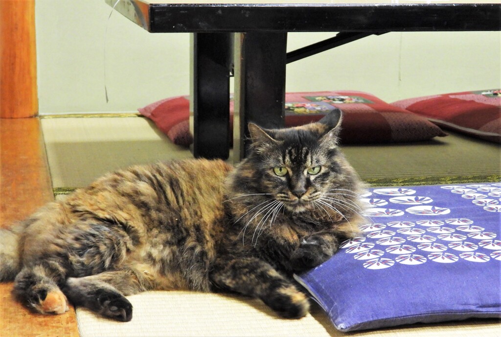 ニャンコの河岸物語Ⅰ