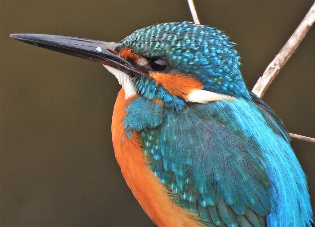 カワセミ