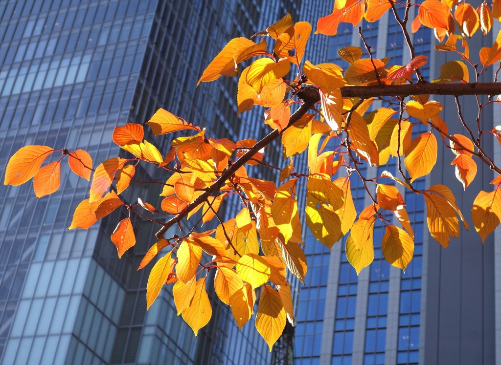 八重洲の紅葉
